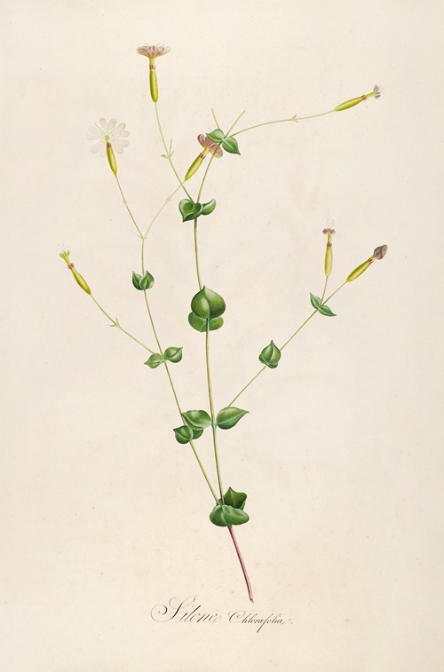 Description des plantes rares cultivees a Malmaison et a Navarre Pl.05