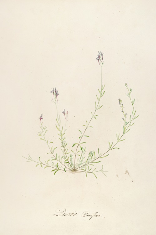 Description des plantes rares cultivees a Malmaison et a Navarre Pl.18