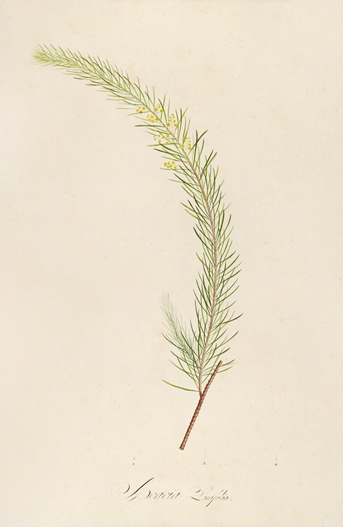 Description des plantes rares cultivees a Malmaison et a Navarre Pl.19
