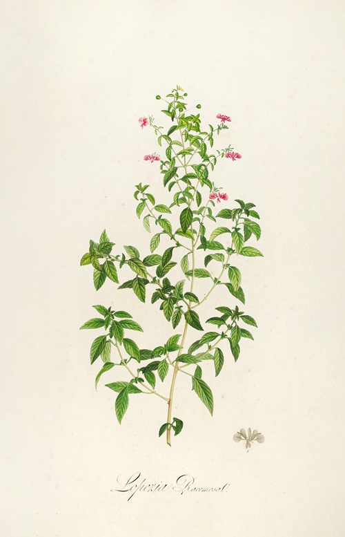 Description des plantes rares cultivees a Malmaison et a Navarre Pl.25