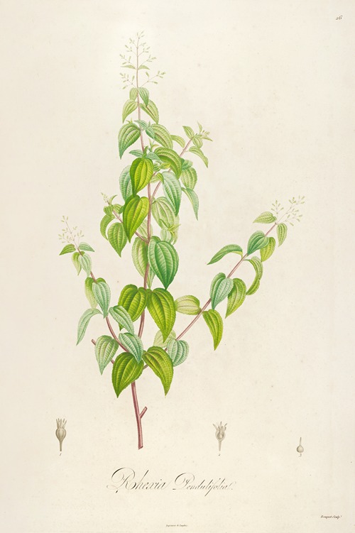 Description des plantes rares cultivees a Malmaison et a Navarre Pl.26