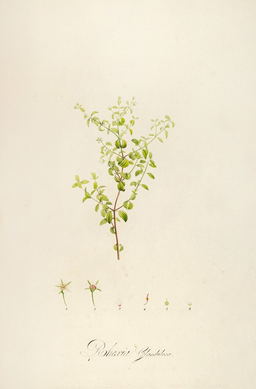 Description des plantes rares cultivees a Malmaison et a Navarre Pl.27