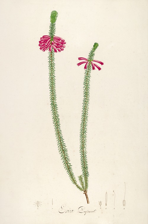 Description des plantes rares cultivees a Malmaison et a Navarre Pl.28