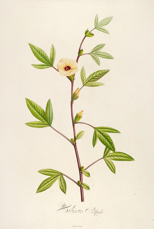 Description des plantes rares cultivees a Malmaison et a Navarre Pl.29