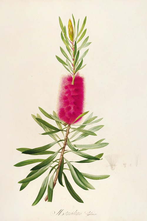 Description des plantes rares cultivees a Malmaison et a Navarre Pl.34