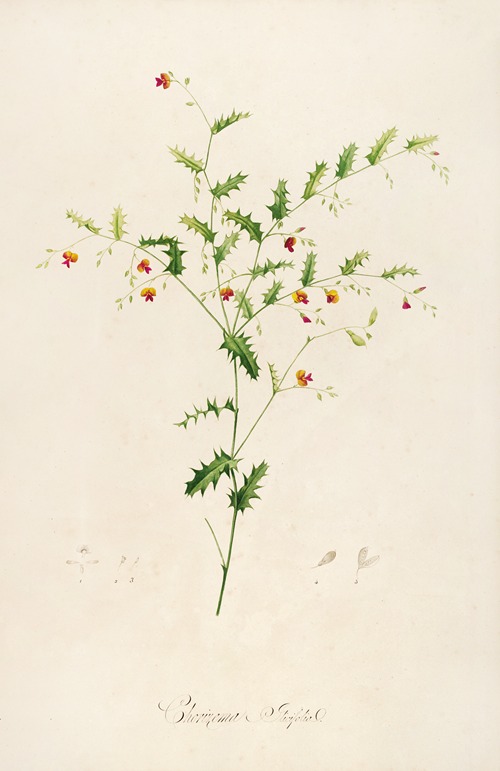 Description des plantes rares cultivees a Malmaison et a Navarre Pl.35