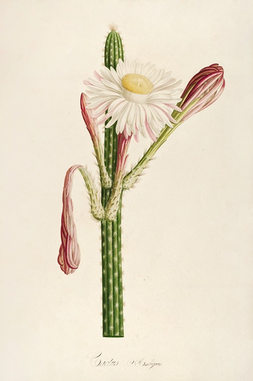 Description des plantes rares cultivees a Malmaison et a Navarre Pl.36
