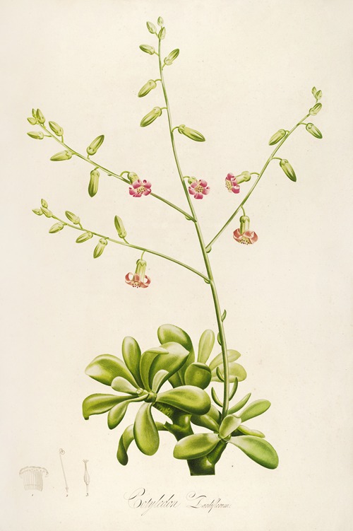 Description des plantes rares cultivees a Malmaison et a Navarre Pl.37