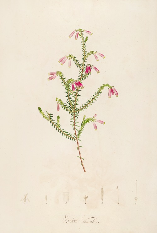 Description des plantes rares cultivees a Malmaison et a Navarre Pl.38