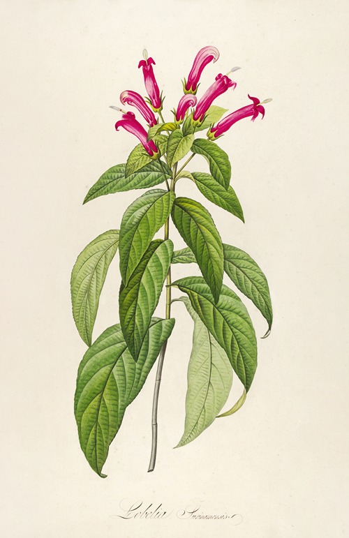 Description des plantes rares cultivees a Malmaison et a Navarre Pl.39