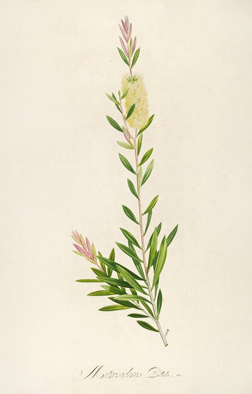 Description des plantes rares cultivees a Malmaison et a Navarre Pl.41