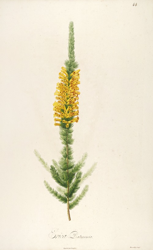 Description des plantes rares cultivees a Malmaison et a Navarre Pl.44