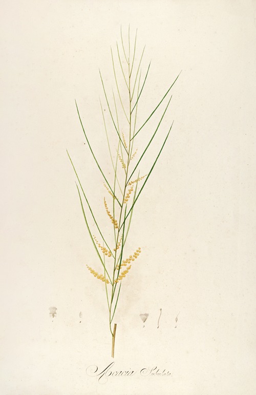 Description des plantes rares cultivees a Malmaison et a Navarre Pl.45