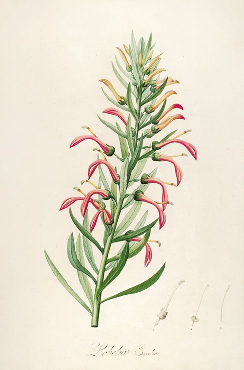 Description des plantes rares cultivees a Malmaison et a Navarre Pl.46