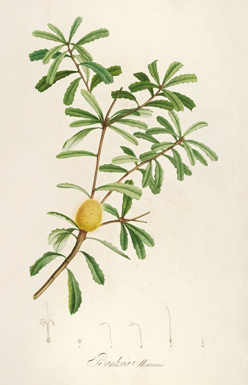 Description des plantes rares cultivees a Malmaison et a Navarre Pl.48