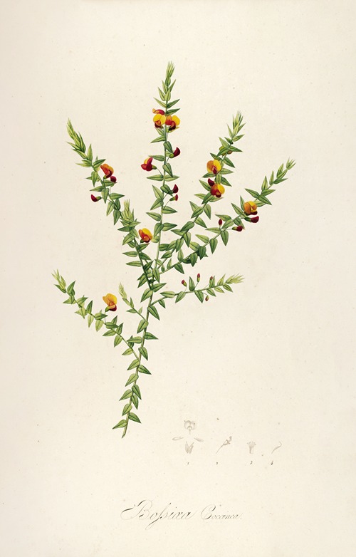 Description des plantes rares cultivees a Malmaison et a Navarre Pl.52