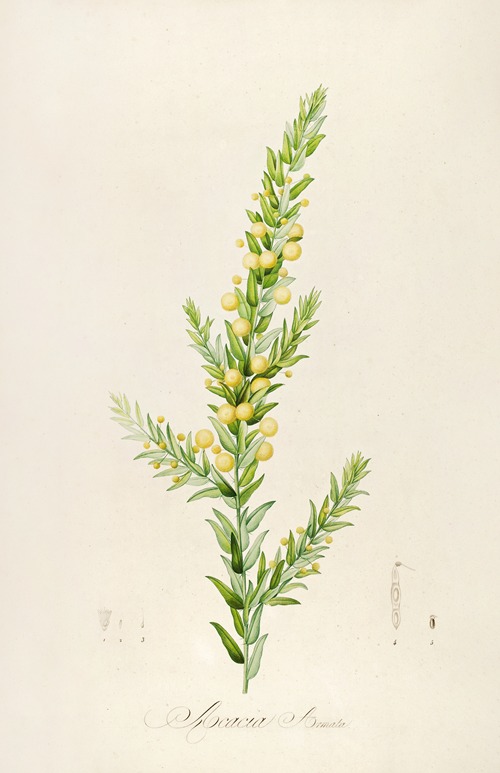 Description des plantes rares cultivees a Malmaison et a Navarre Pl.55