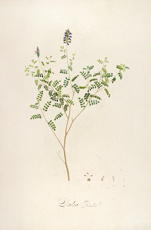 Description des plantes rares cultivees a Malmaison et a Navarre Pl.58