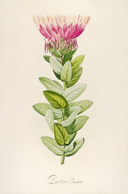 Description des plantes rares cultivees a Malmaison et a Navarre Pl.59
