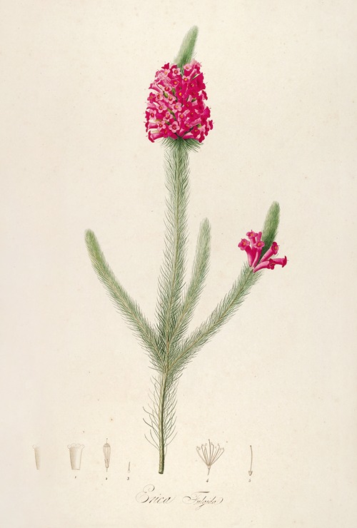Description des plantes rares cultivees a Malmaison et a Navarre Pl.61