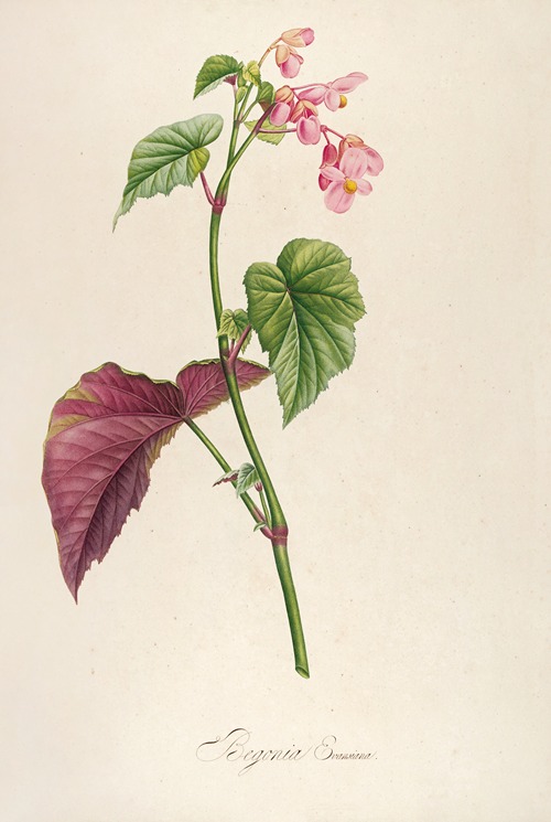 Description des plantes rares cultivees a Malmaison et a Navarre Pl.63