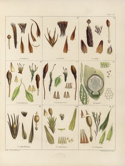 Cryptogamic botany of the Antarctic voyage of H.M. Discovery ships Erebus and Terror in the years 1839 Pl.01