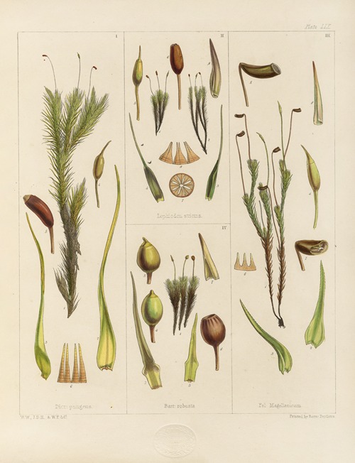 Cryptogamic botany of the Antarctic voyage of H.M. Discovery ships Erebus and Terror in the years 1839 Pl.03