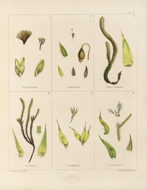 Cryptogamic botany of the Antarctic voyage of H.M. Discovery ships Erebus and Terror in the years 1839 Pl.04