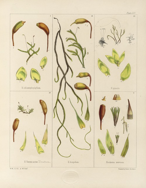 Cryptogamic botany of the Antarctic voyage of H.M. Discovery ships Erebus and Terror in the years 1839 Pl.05