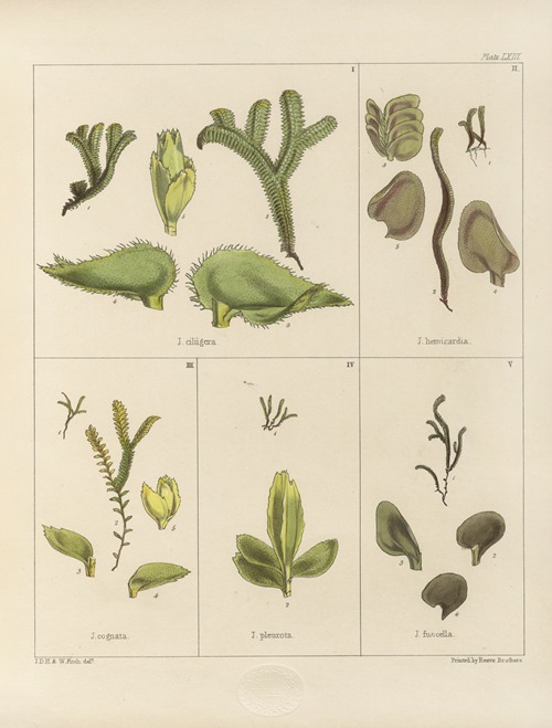 Cryptogamic botany of the Antarctic voyage of H.M. Discovery ships Erebus and Terror in the years 1839 Pl.07