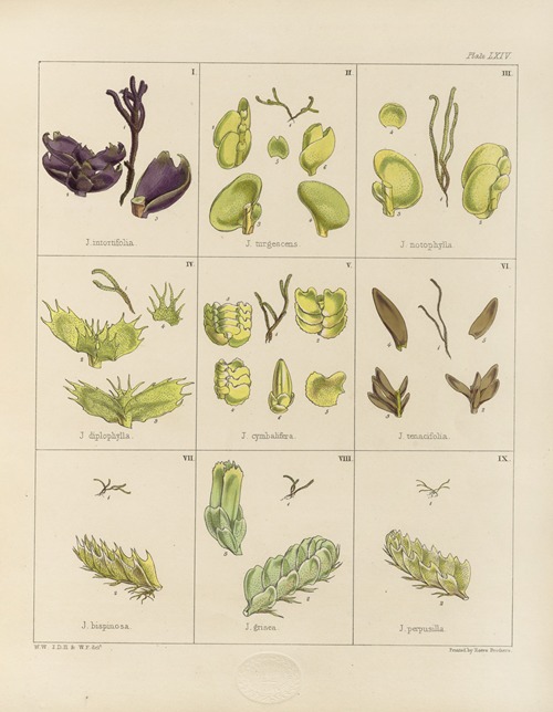 Cryptogamic botany of the Antarctic voyage of H.M. Discovery ships Erebus and Terror in the years 1839 Pl.08