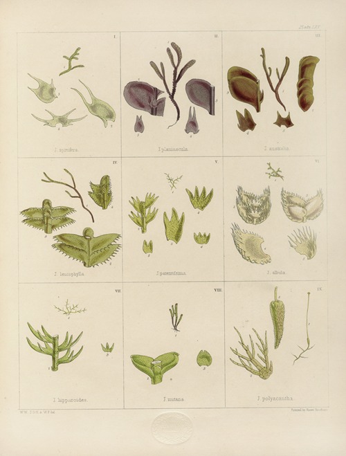 Cryptogamic botany of the Antarctic voyage of H.M. Discovery ships Erebus and Terror in the years 1839 Pl.09