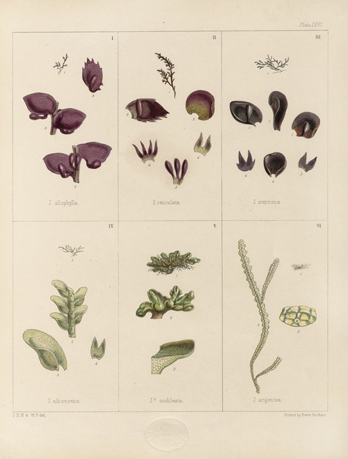 Cryptogamic botany of the Antarctic voyage of H.M. Discovery ships Erebus and Terror in the years 1839 Pl.10