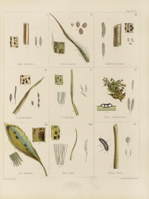 Cryptogamic botany of the Antarctic voyage of H.M. Discovery ships Erebus and Terror in the years 1839 Pl.12