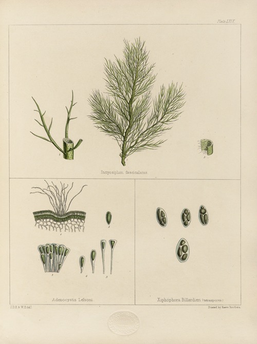 Cryptogamic botany of the Antarctic voyage of H.M. Discovery ships Erebus and Terror in the years 1839 Pl.13