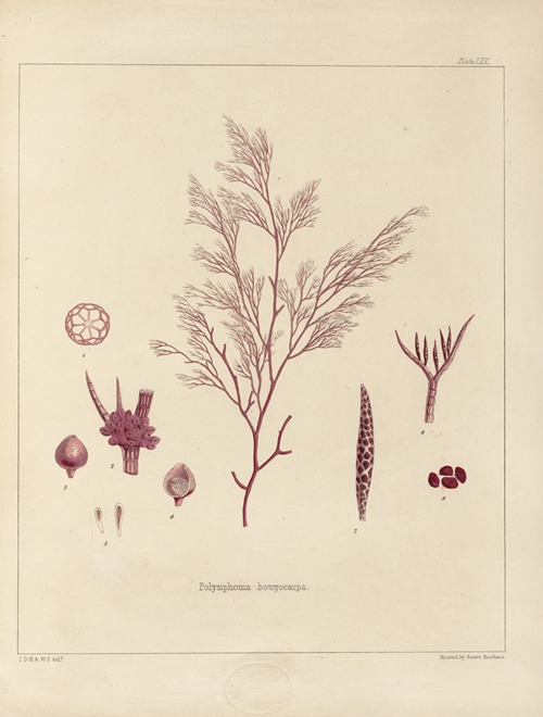 Cryptogamic botany of the Antarctic voyage of H.M. Discovery ships Erebus and Terror in the years 1839 Pl.14