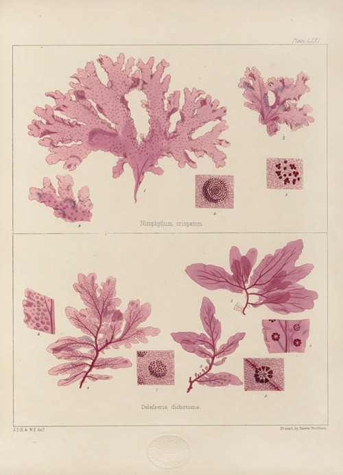 Cryptogamic botany of the Antarctic voyage of H.M. Discovery ships Erebus and Terror in the years 1839 Pl.15