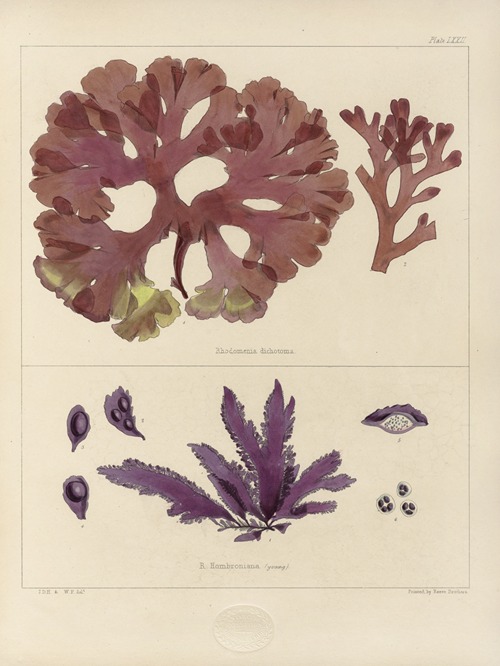 Cryptogamic botany of the Antarctic voyage of H.M. Discovery ships Erebus and Terror in the years 1839 Pl.16