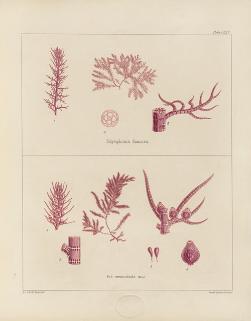 Cryptogamic botany of the Antarctic voyage of H.M. Discovery ships Erebus and Terror in the years 1839 Pl.19