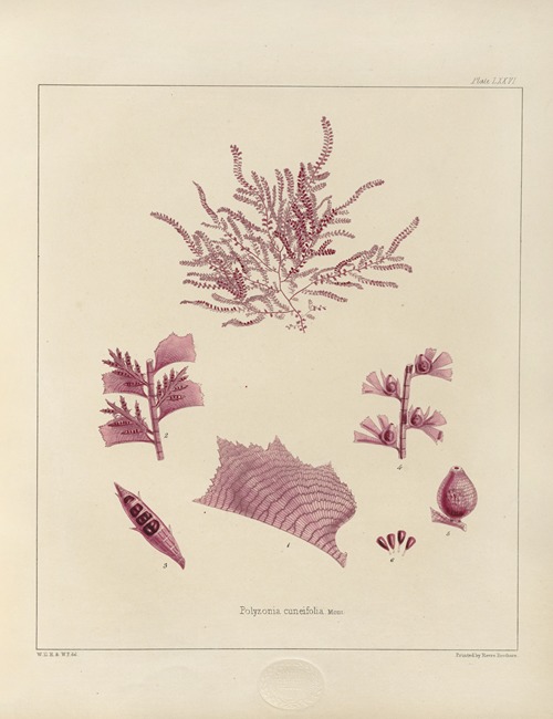Cryptogamic botany of the Antarctic voyage of H.M. Discovery ships Erebus and Terror in the years 1839 Pl.20