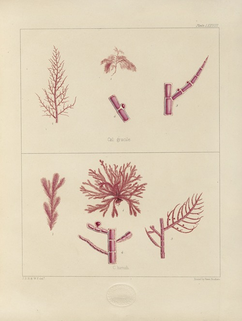 Cryptogamic botany of the Antarctic voyage of H.M. Discovery ships Erebus and Terror in the years 1839 Pl.22
