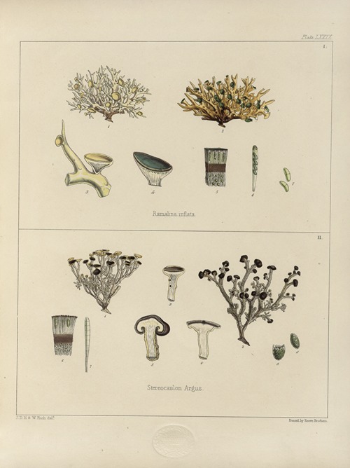 Cryptogamic botany of the Antarctic voyage of H.M. Discovery ships Erebus and Terror in the years 1839 Pl.23