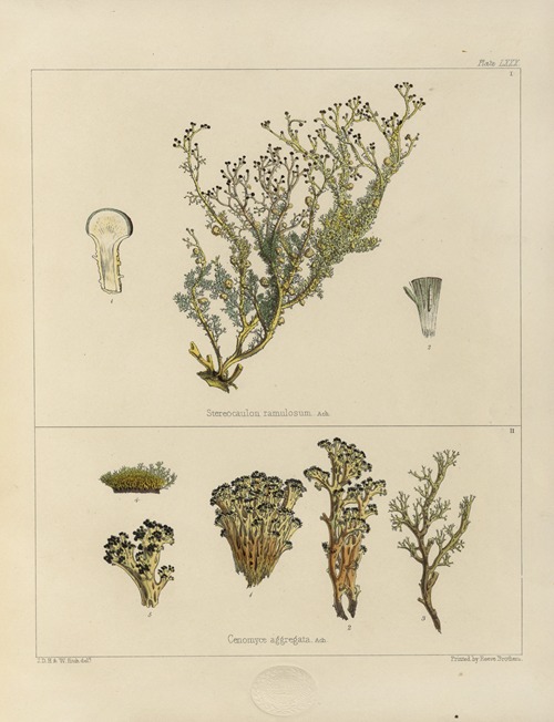Cryptogamic botany of the Antarctic voyage of H.M. Discovery ships Erebus and Terror in the years 1839 Pl.24