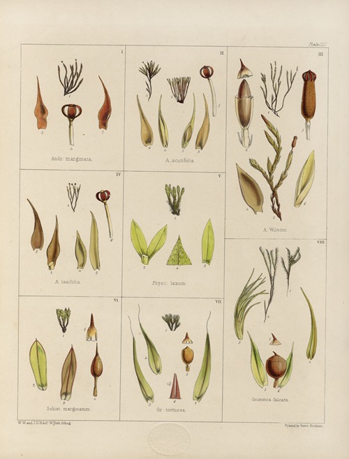Cryptogamic botany of the Antarctic voyage of H.M. Discovery ships Erebus and Terror in the years 1839 Pl.25