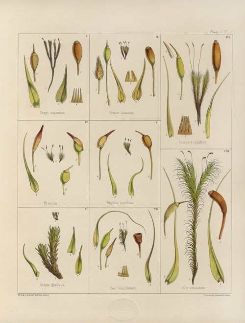 Cryptogamic botany of the Antarctic voyage of H.M. Discovery ships Erebus and Terror in the years 1839 Pl.26