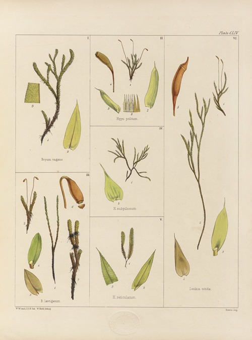 Cryptogamic botany of the Antarctic voyage of H.M. Discovery ships Erebus and Terror in the years 1839 Pl.28