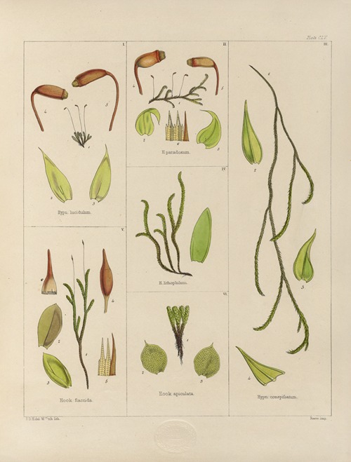 Cryptogamic botany of the Antarctic voyage of H.M. Discovery ships Erebus and Terror in the years 1839 Pl.29