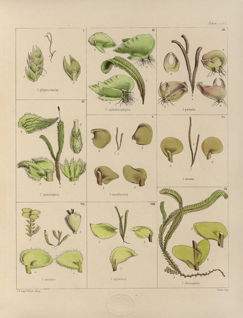 Cryptogamic botany of the Antarctic voyage of H.M. Discovery ships Erebus and Terror in the years 1839 Pl.30