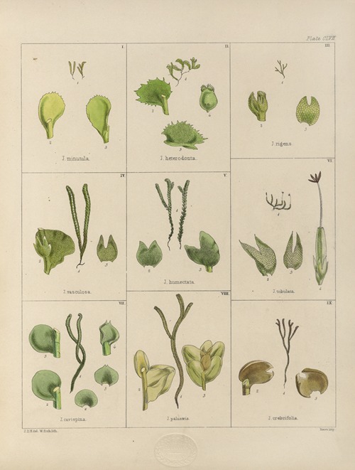 Cryptogamic botany of the Antarctic voyage of H.M. Discovery ships Erebus and Terror in the years 1839 Pl.31