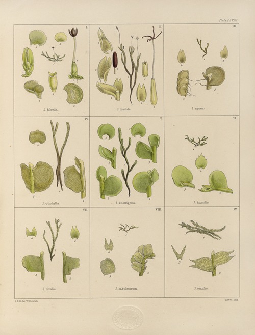 Cryptogamic botany of the Antarctic voyage of H.M. Discovery ships Erebus and Terror in the years 1839 Pl.32